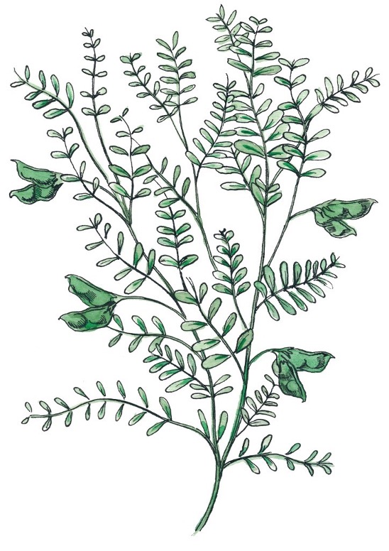 HOM_Illustration_Lentils HOM_Illustration_Lentils