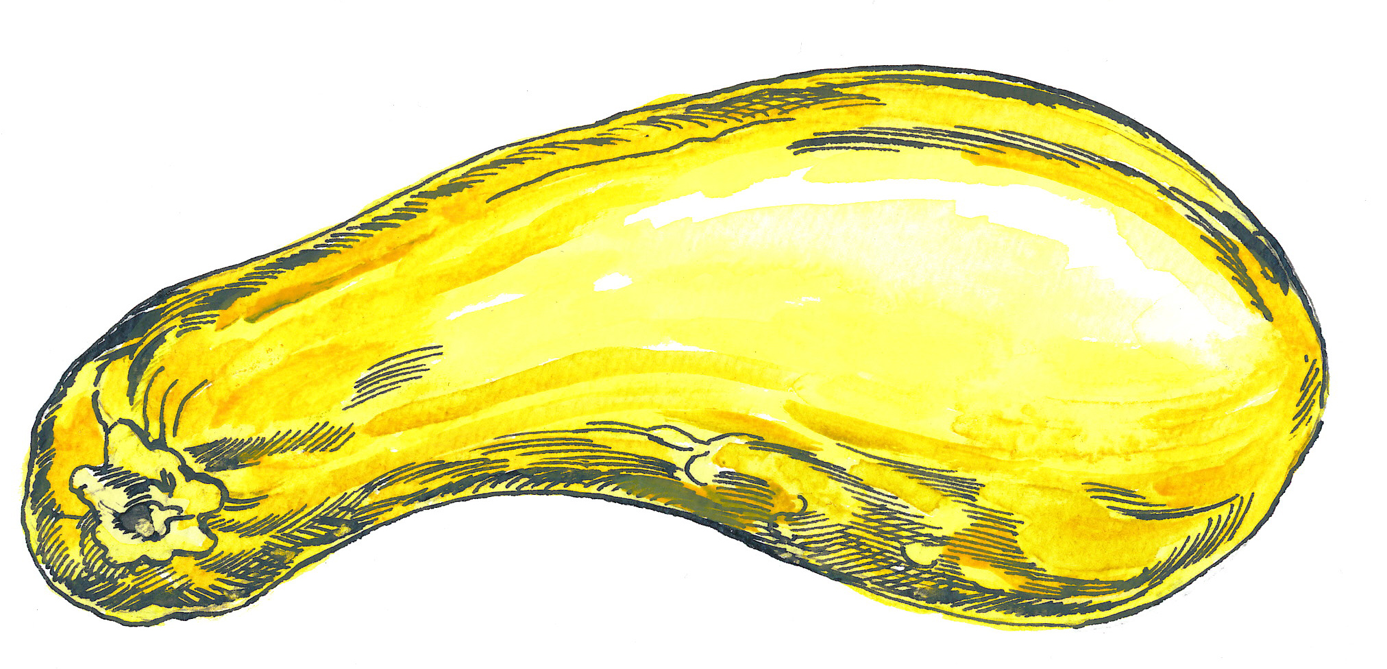 HOM_Illustration_SummerSquash