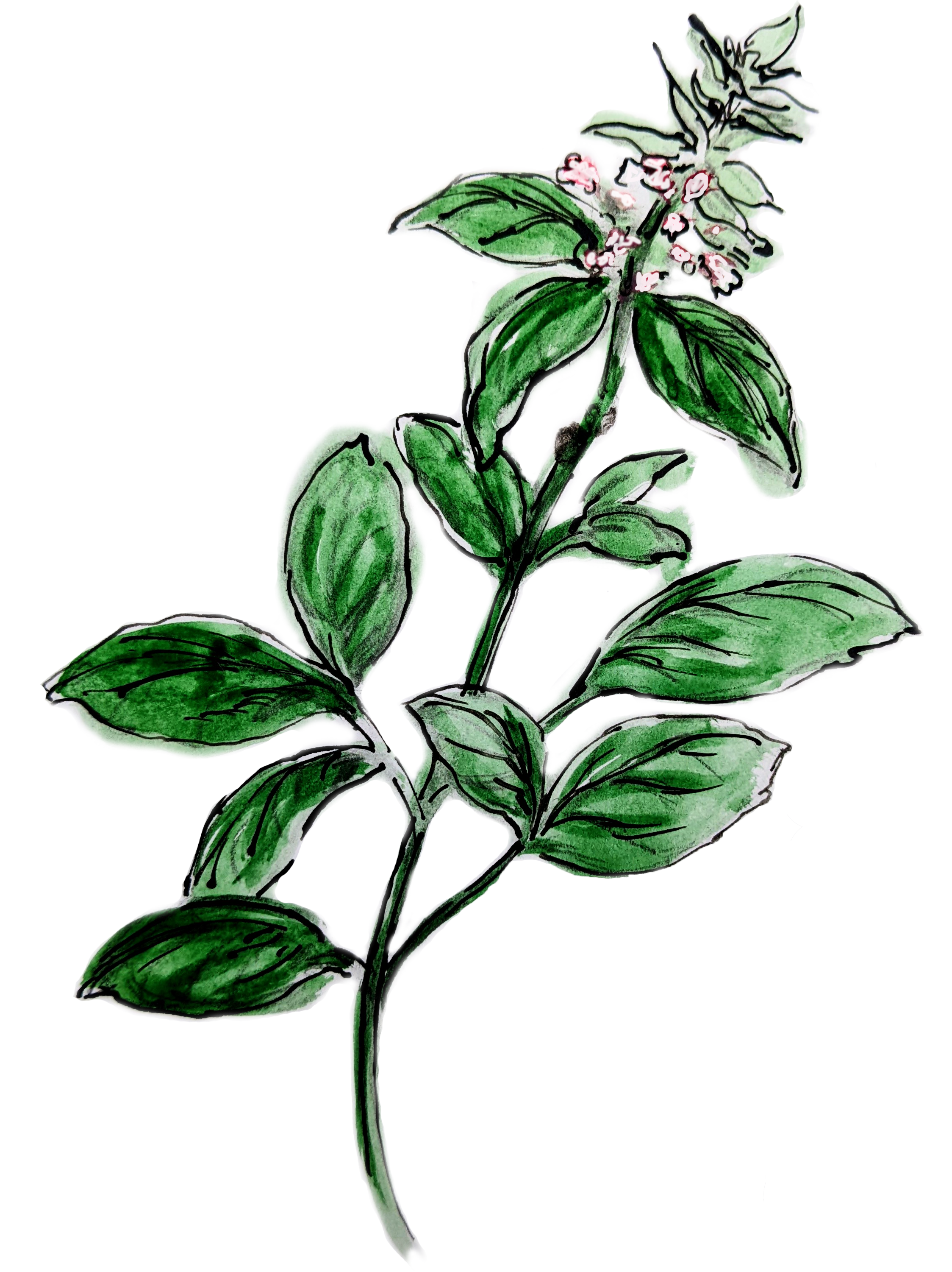Basil-Illustration_CleanedUp Basil-Illustration_CleanedUp