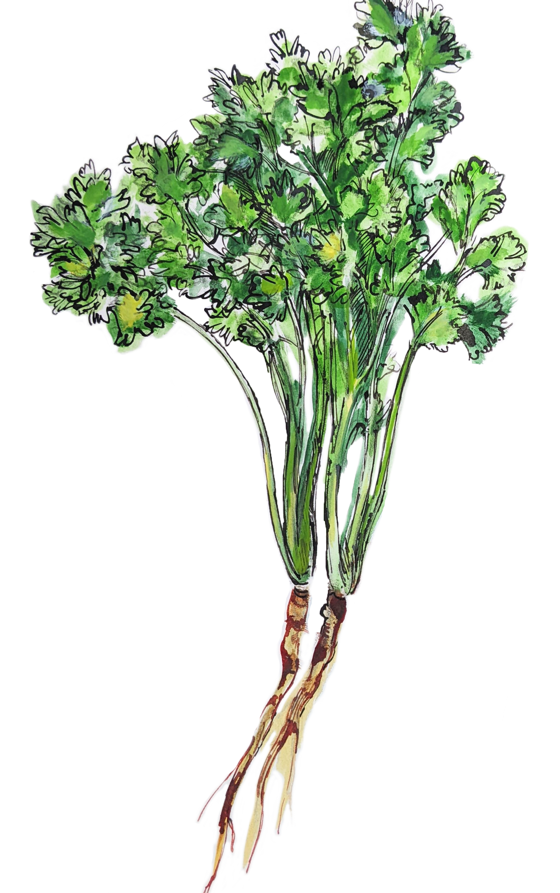Cilantro Illustration Cilantro Illustration