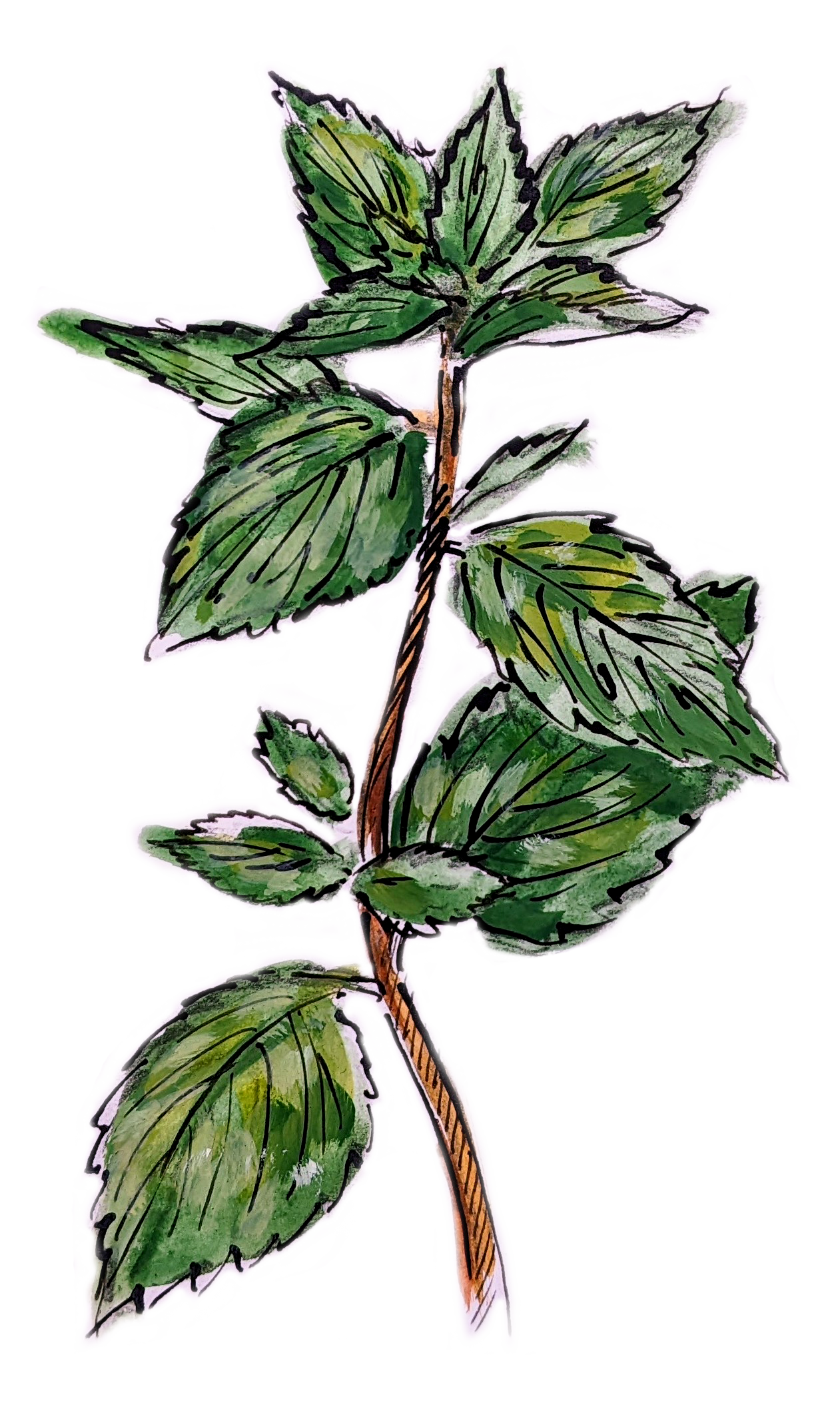 Mint Illustration Mint Illustration