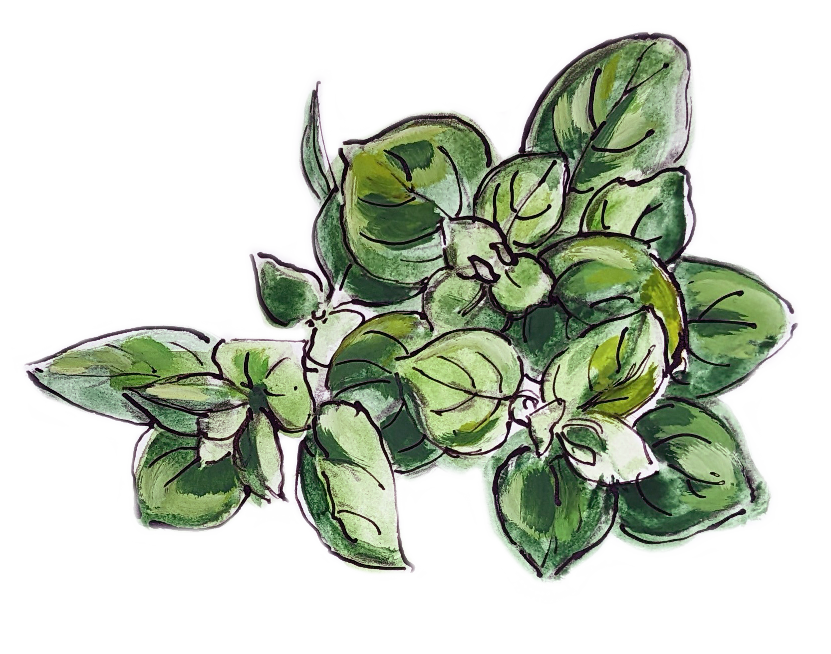 Oregano Illustration Oregano Illustration