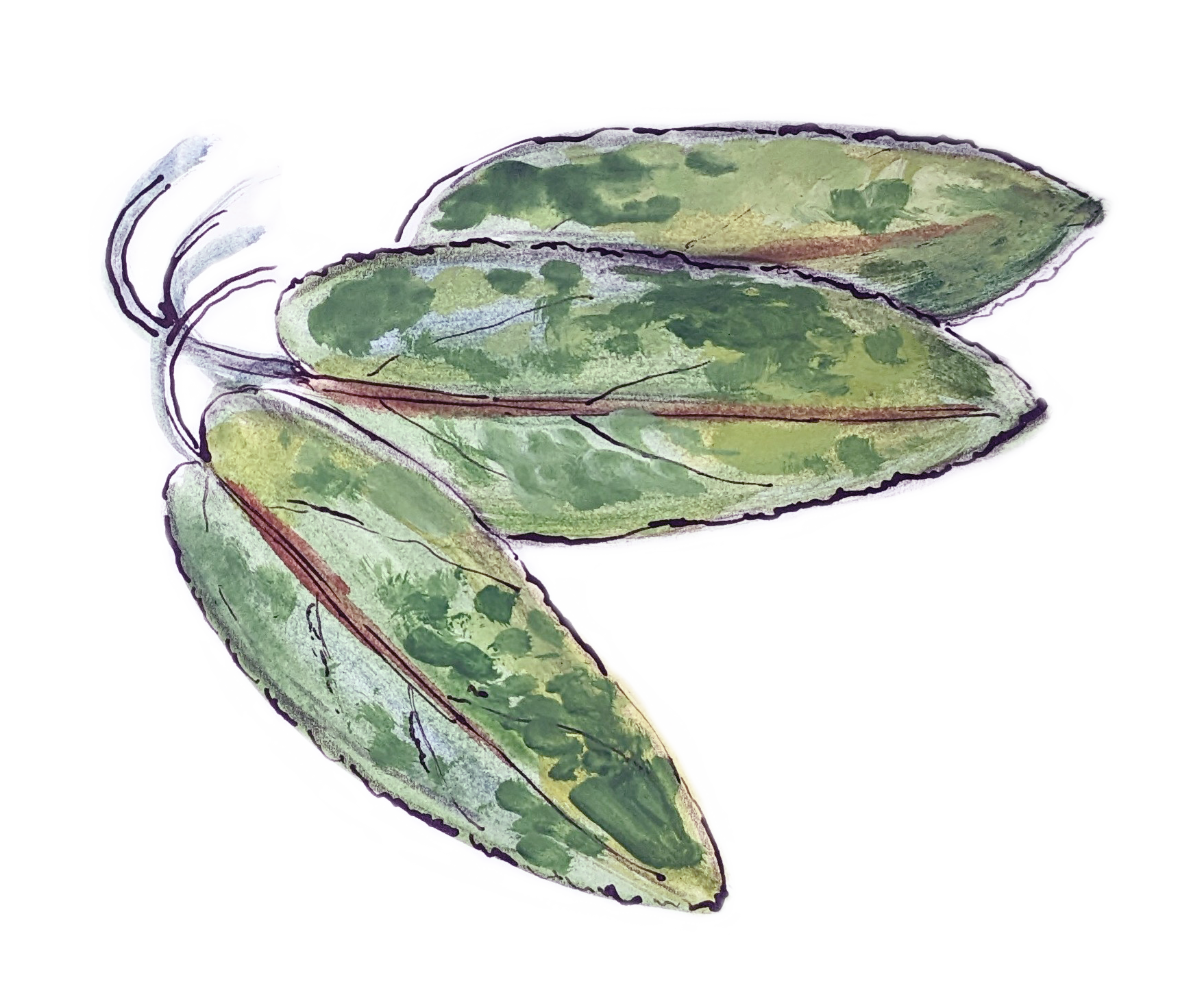 Sage Illustration Sage Illustration