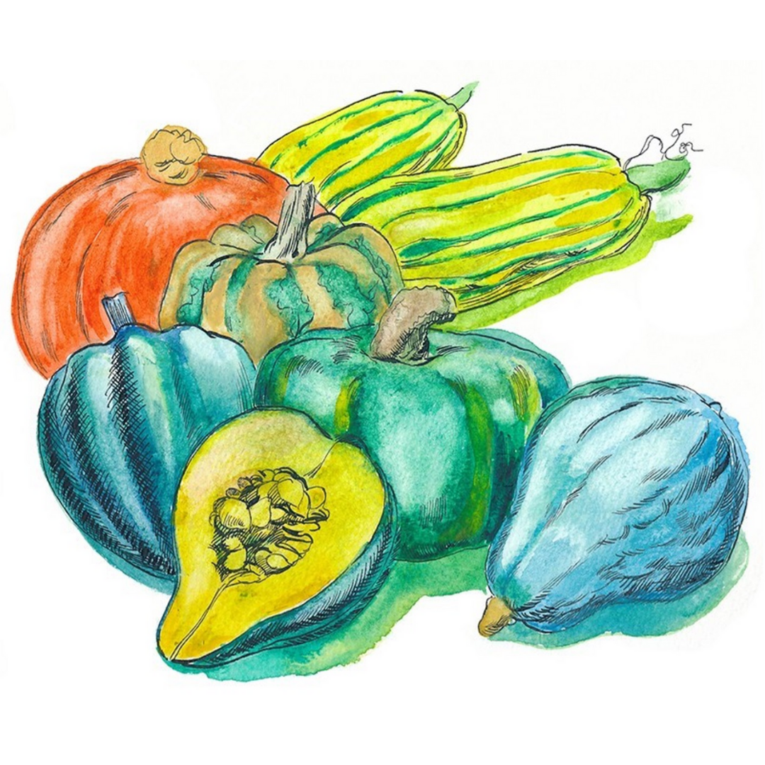 Winter Squash Winter Squash