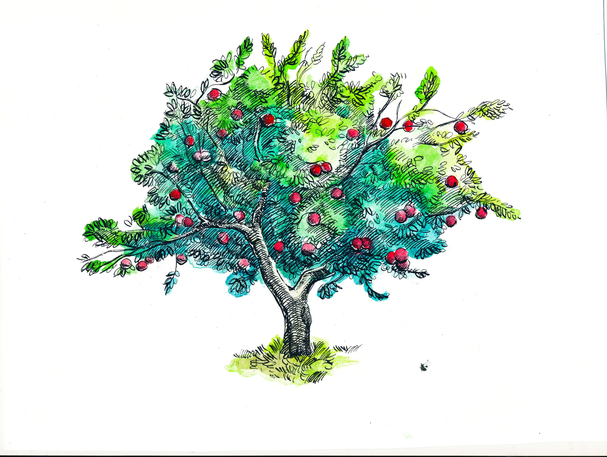 MTHOM Illustration Apples 1 MTHOM Illustration Apples 1