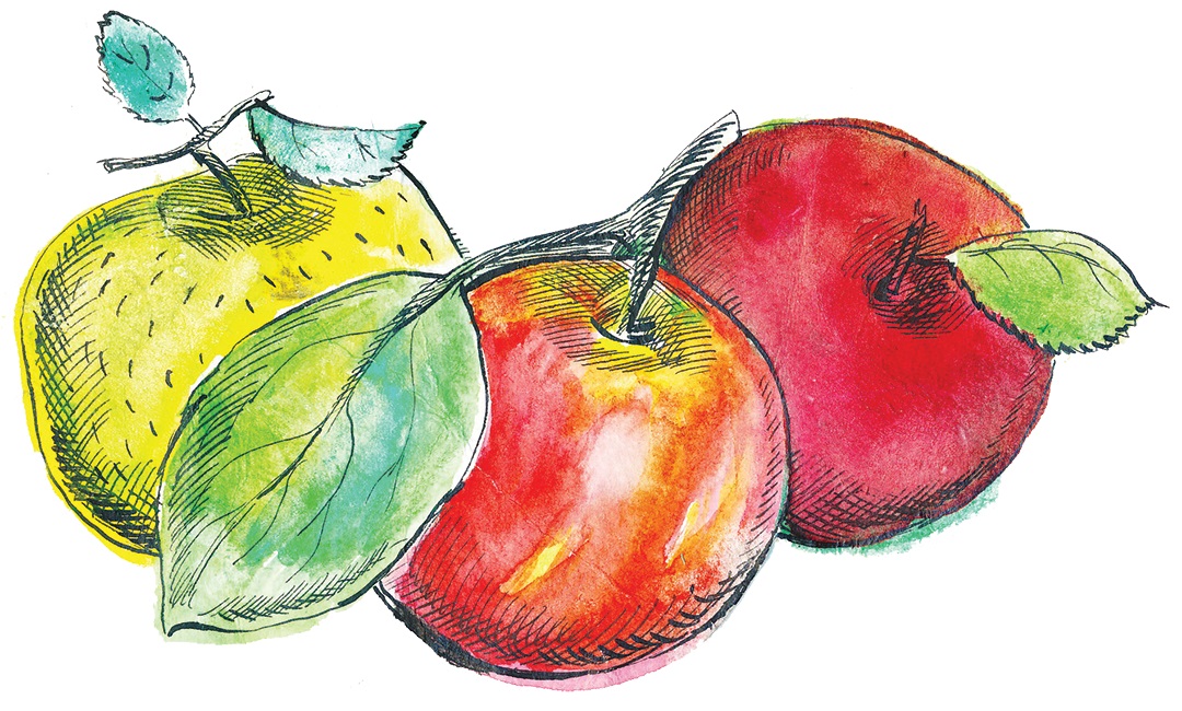 MTHOM Illustration Apples 2 MTHOM Illustration Apples 2