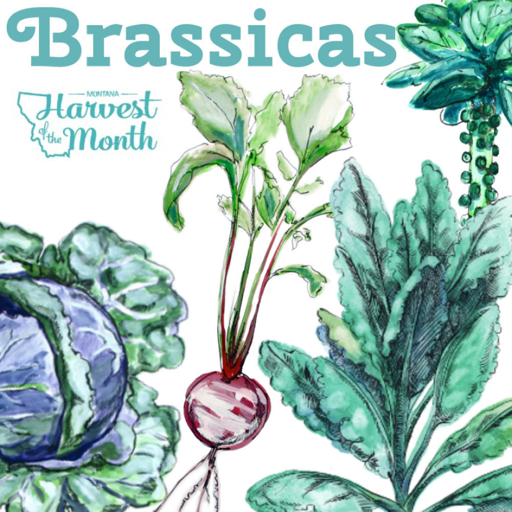 HOM21_Brassicas_SocialPost HOM21_Brassicas_SocialPost