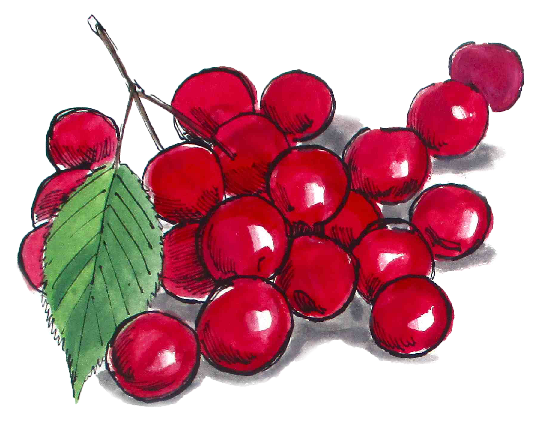 HOM_Illustration_Cherries2 HOM_Illustration_Cherries2