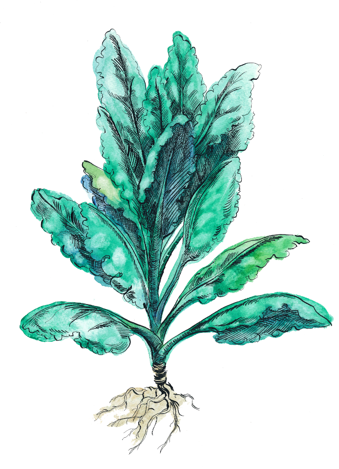 HOM_Illustration_Brassicas HOM_Illustration_Brassicas