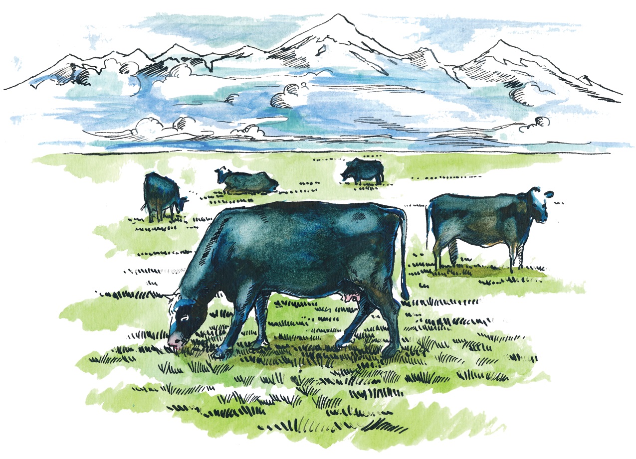 MTHOM Illustration Beef