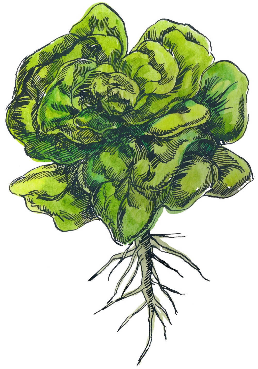 MTHOM Illustration Leafy Greens 1