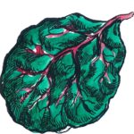 MTHOM Illustration Leafy Greens 7