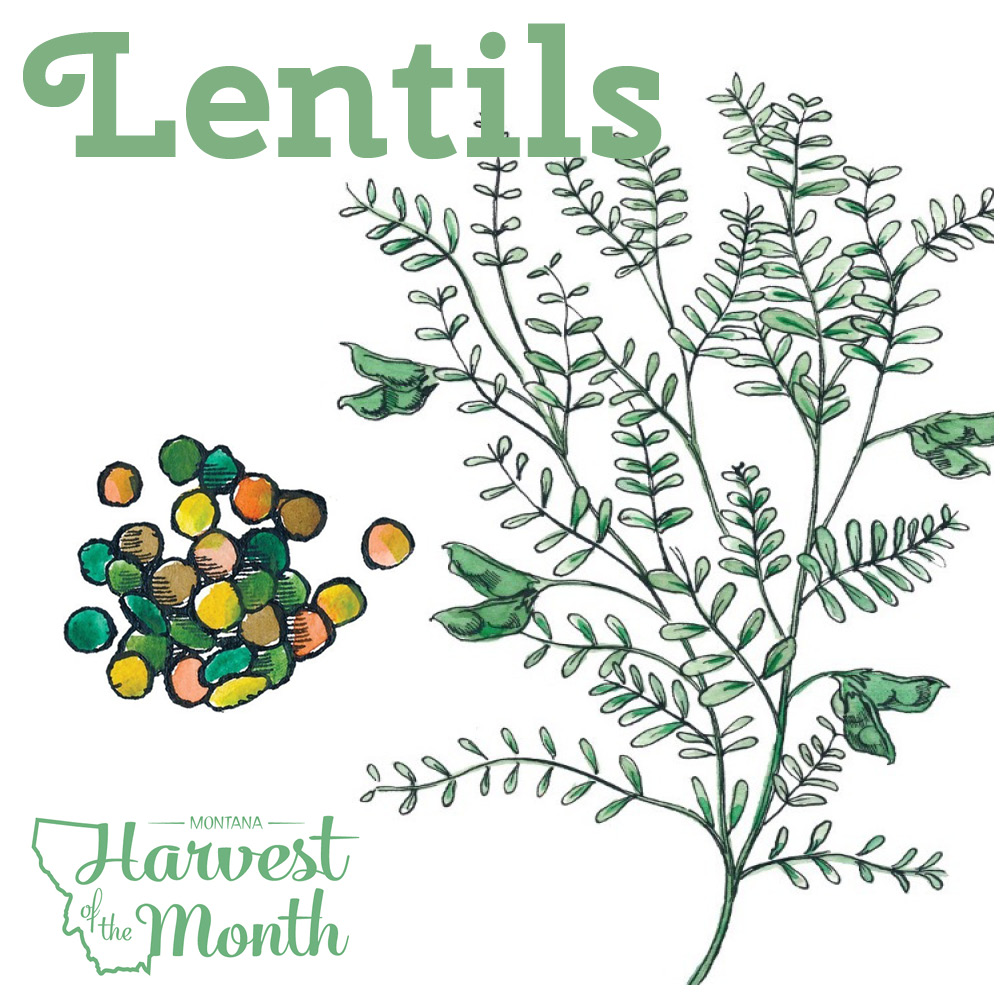 HOM21_Lentils_SocialPost HOM21_Lentils_SocialPost